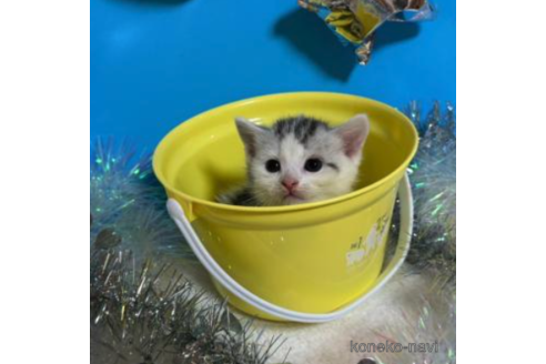 成約済の大阪府のスコティッシュフォールド-68358の3枚目